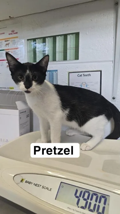 A baby small-sized male Domestic Short Hair cat named Pretzel for adoption in Largo, FL