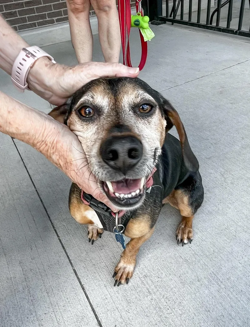Oliver Needs A Forever