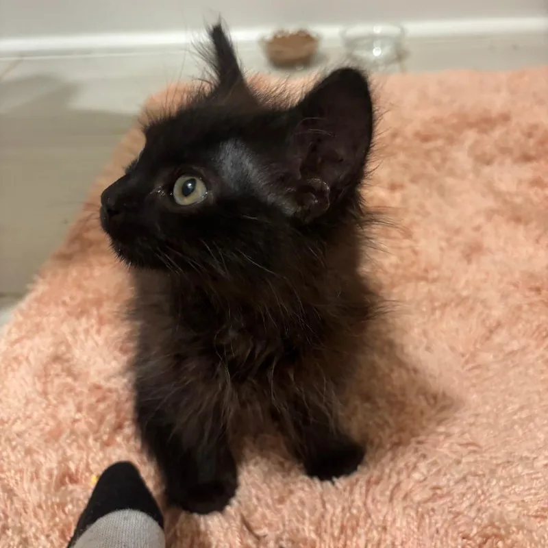 A baby small-sized female Black Domestic Medium Hair cat named Artemis for adoption in Huntsville, AL