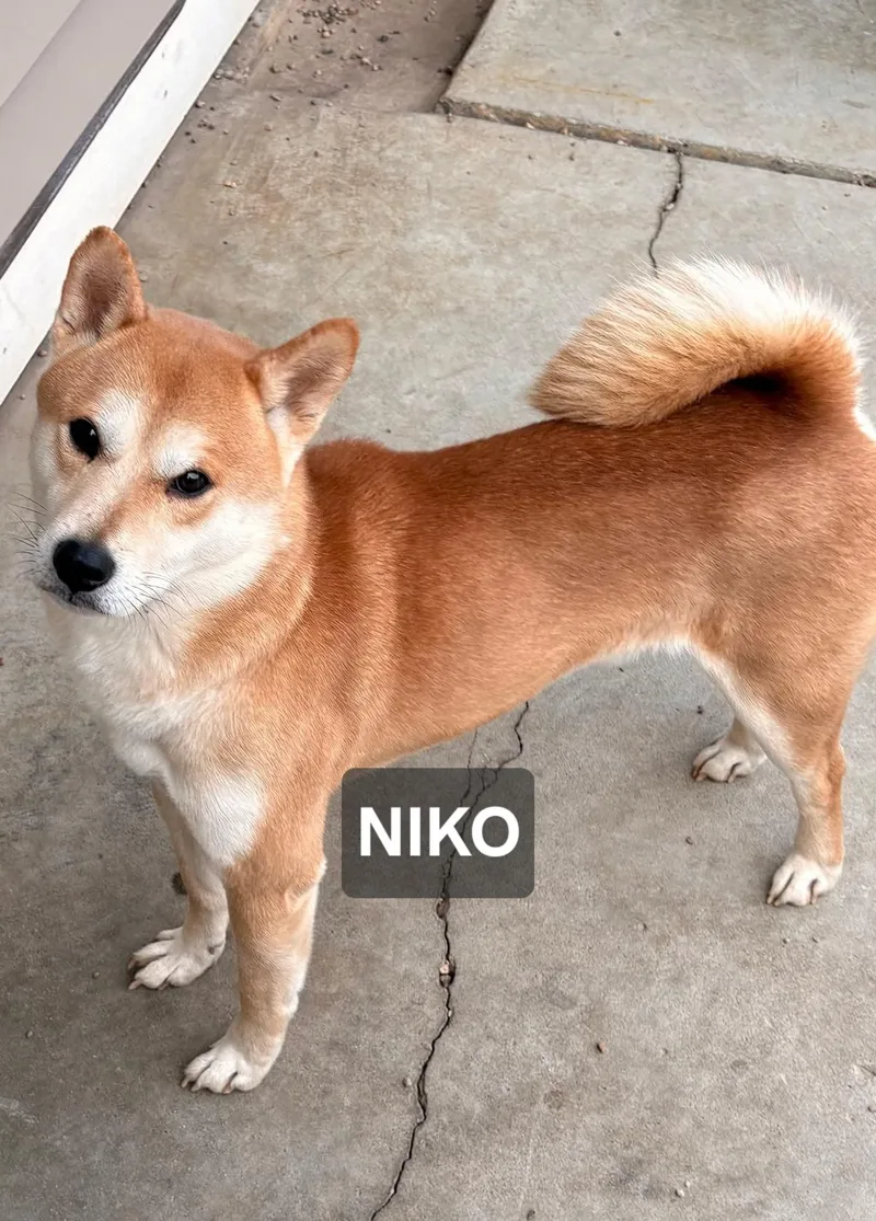 Nikko