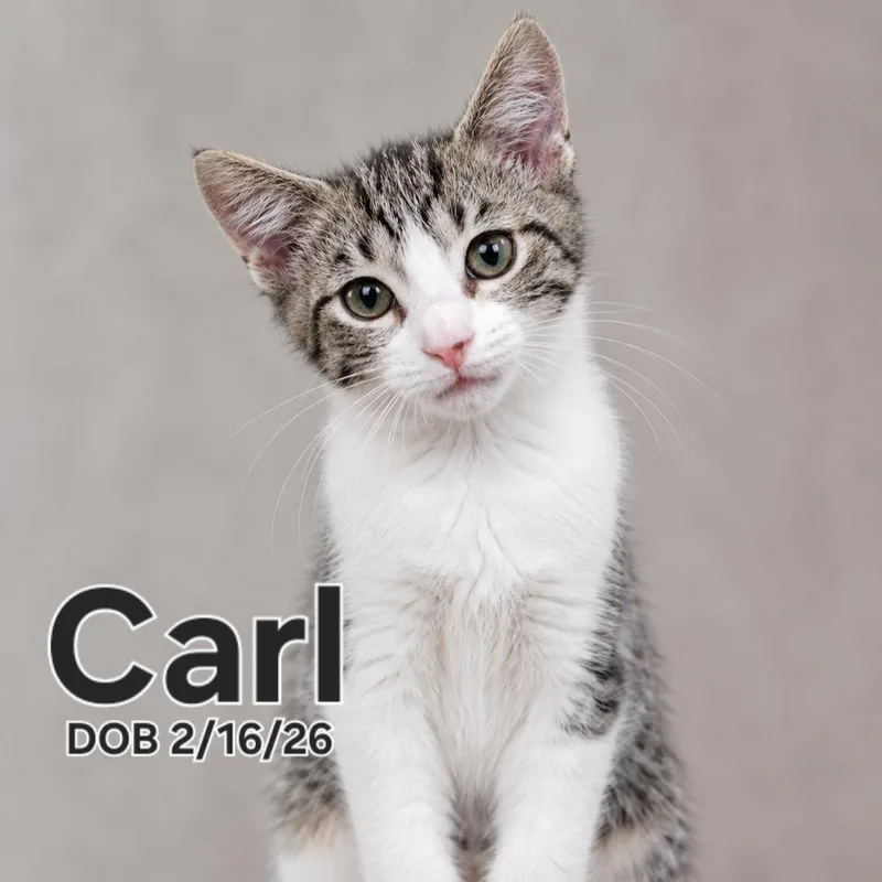 Carl Grimes