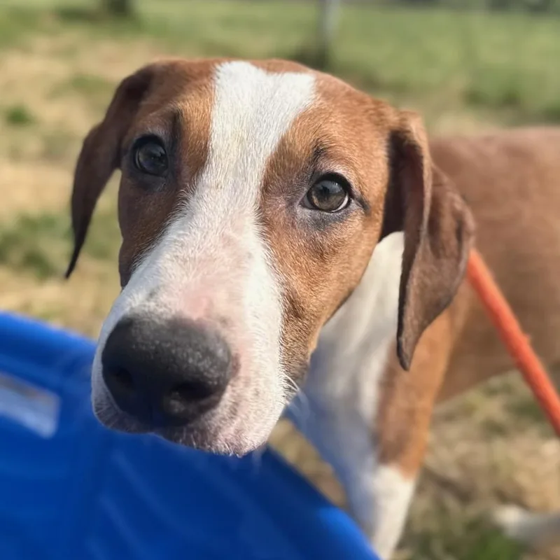 A baby medium-sized male Golden Border Collie dog named Wolfy Man for adoption in Manassas, VA