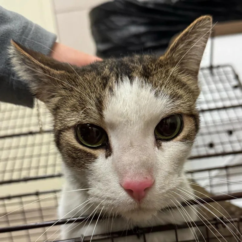 A senior large-sized male Brown / Chocolate Domestic Short Hair cat named Jr for adoption in Chicago, IL