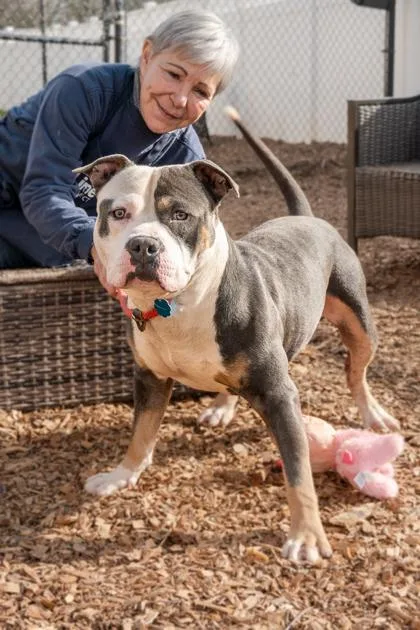 An adult large-sized male Mixed Breed dog named Gage for adoption in Chamblee, GA