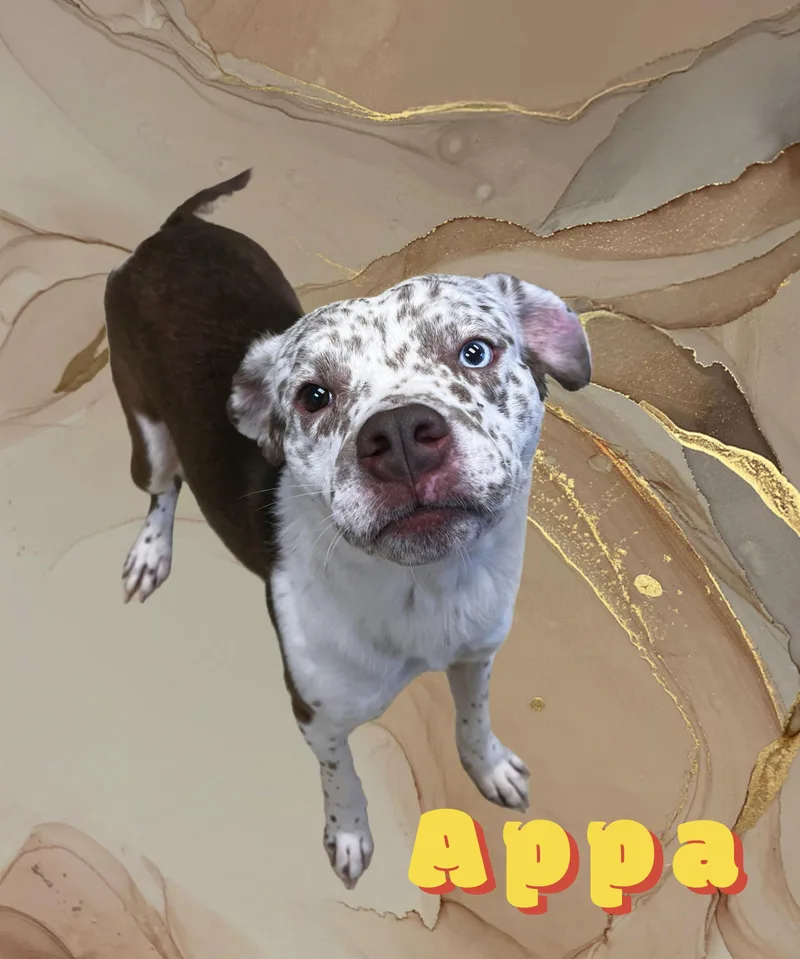 Appa