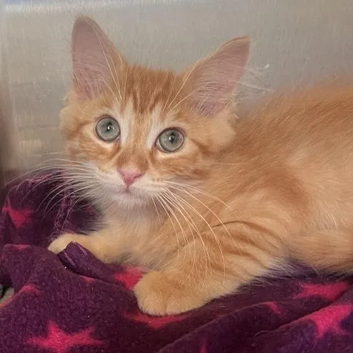 A baby small-sized male Domestic Short Hair cat named Wayne Arnold for adoption in Los Angeles, CA