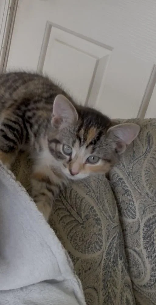 A baby small-sized female Domestic Short Hair cat named Rory for adoption in Lewisburg, PA