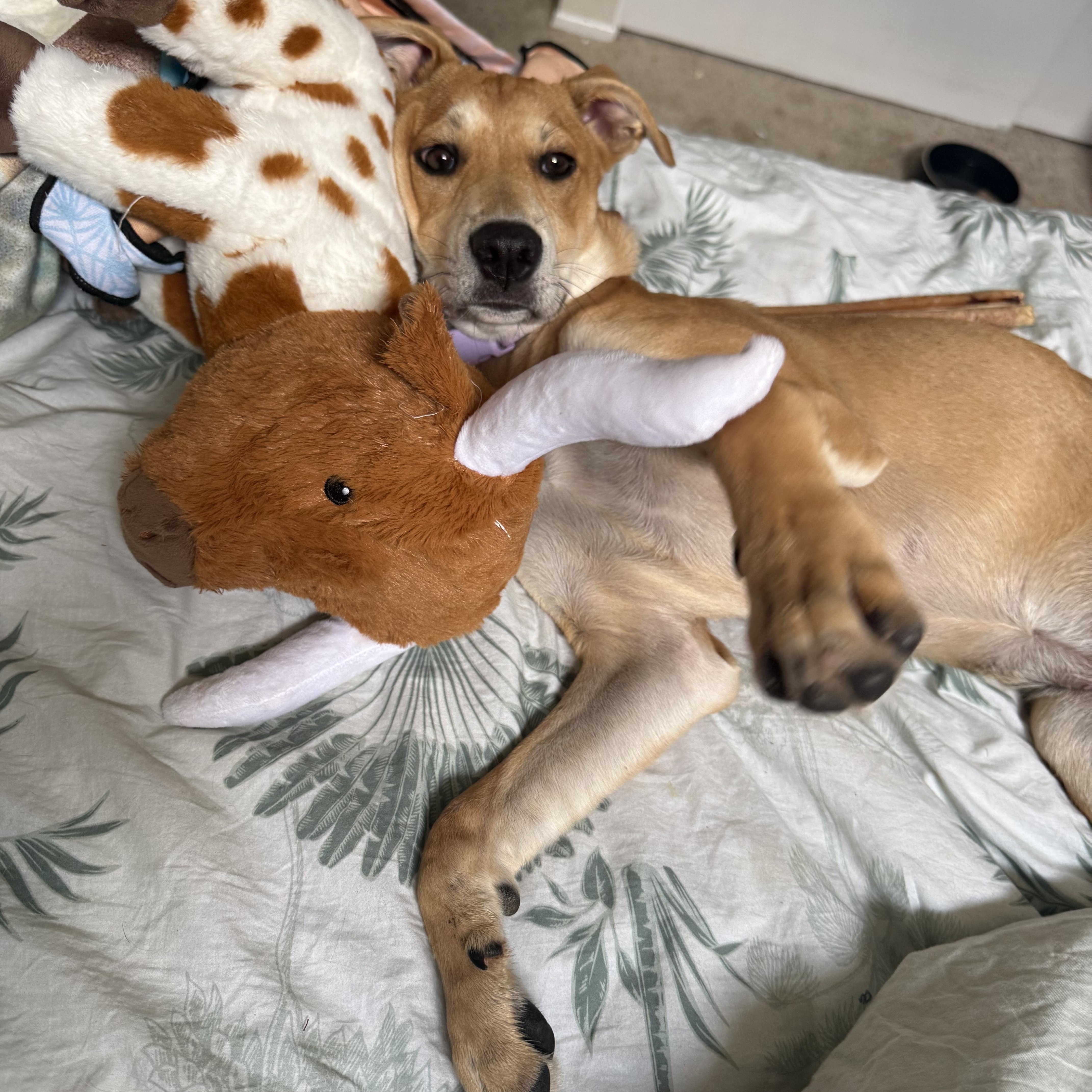 A baby medium-sized female Golden Boxer dog named Debbie for adoption in Whittier, CA