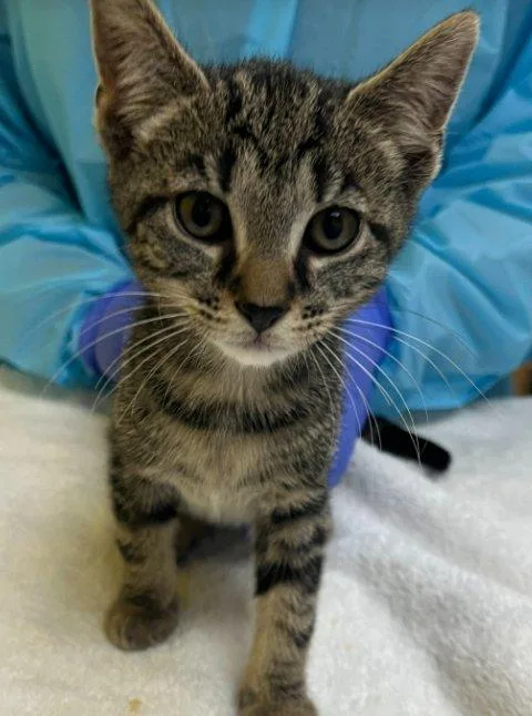 A baby small-sized female Tabby (Gray / Blue / Silver) Domestic Short Hair cat named Knuckles for adoption in Raleigh, NC