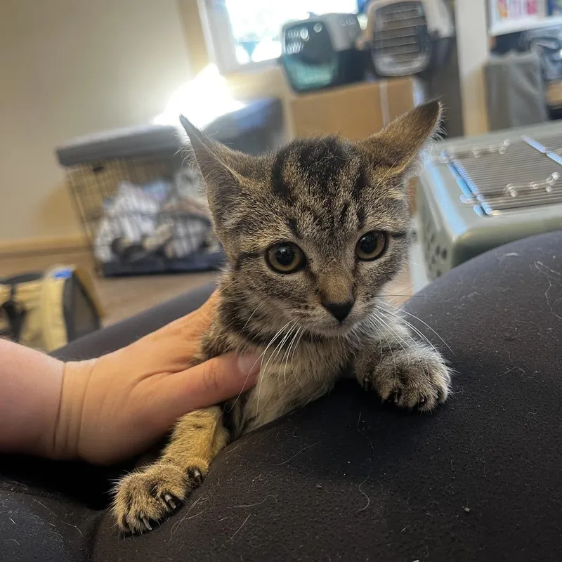 A baby small-sized female Brown / Chocolate Domestic Short Hair cat named Acorn for adoption in Pasadena , MD
