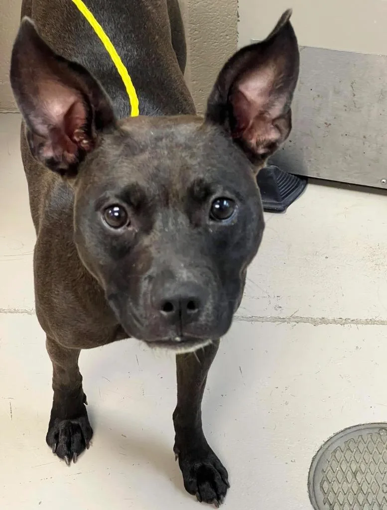 Daisy Wiggly Butt thumbnail 2