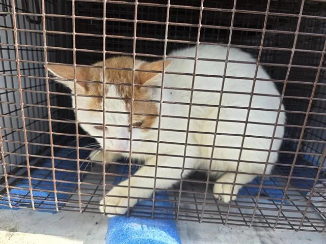 A young large-sized male Domestic Short Hair cat named Sushi for adoption in Houston, TX