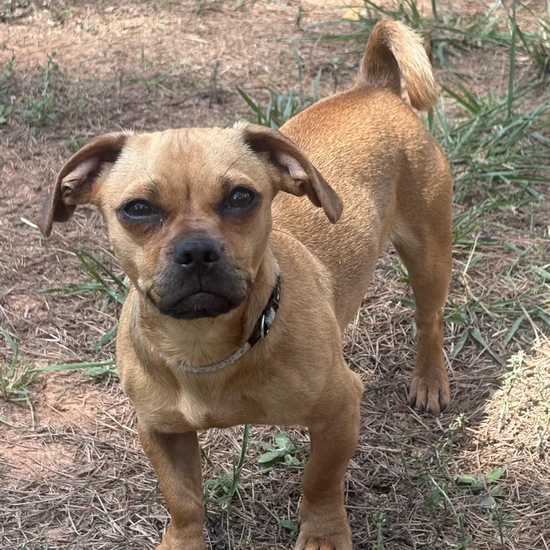 A young small-sized female Yellow / Tan / Blond / Fawn Chihuahua dog named Sooki for adoption in Waxhaw, NC