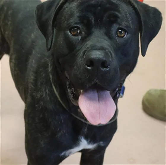 A young large-sized male Mixed Breed dog named Rocko for adoption in Columbia, SC