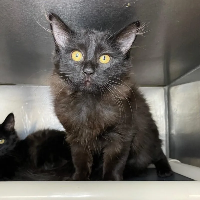 A young medium-sized male Domestic Long Hair cat named Thunder for adoption in Roanoke, VA