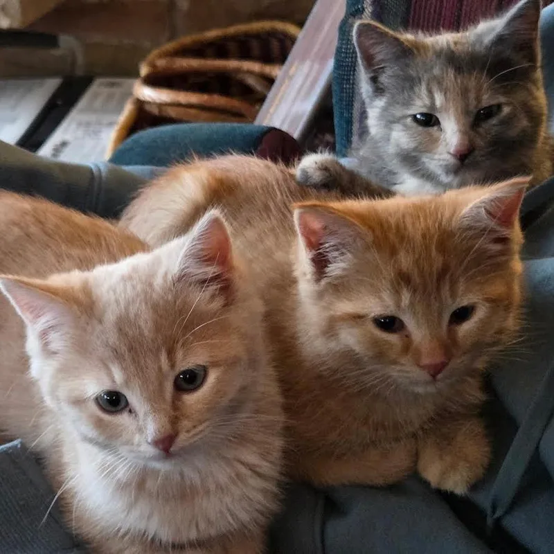 A baby small-sized male Buff / Tan / Fawn Domestic Short Hair cat named Skip for adoption in Madison, WI