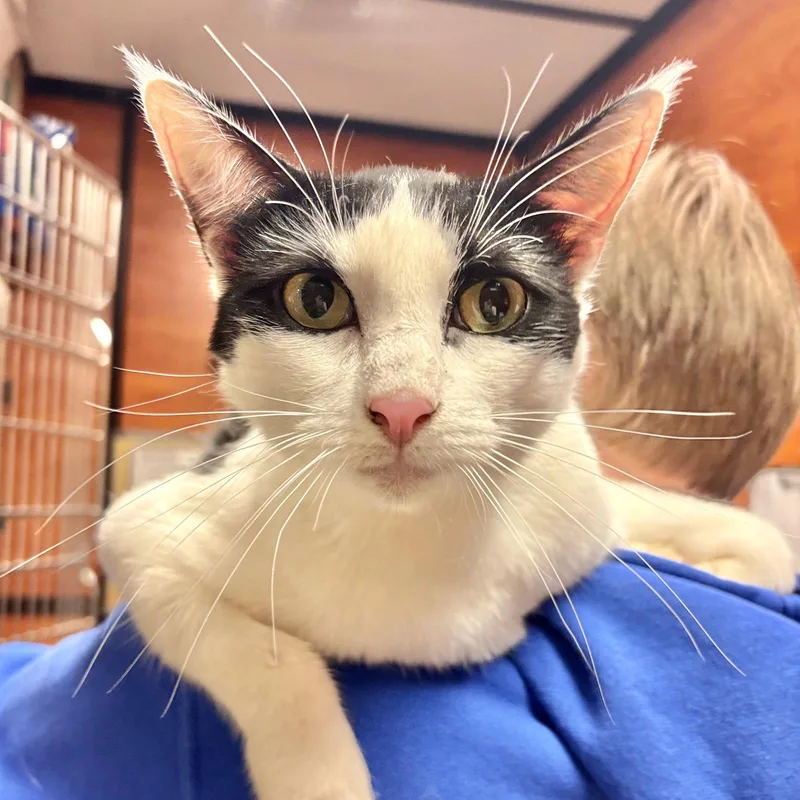An adult medium-sized female Domestic Short Hair cat named Georgie for adoption in Sonora, CA