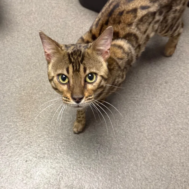An adult medium-sized male Bengal cat named Jumanji for adoption in Allentown, PA