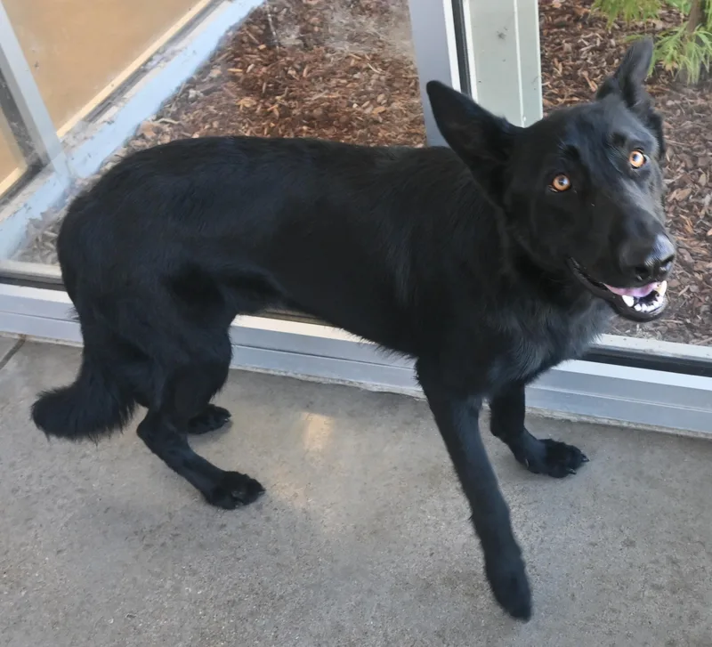 An adult large-sized male German Shepherd Dog dog named 22770 for adoption in Broken Arrow, OK