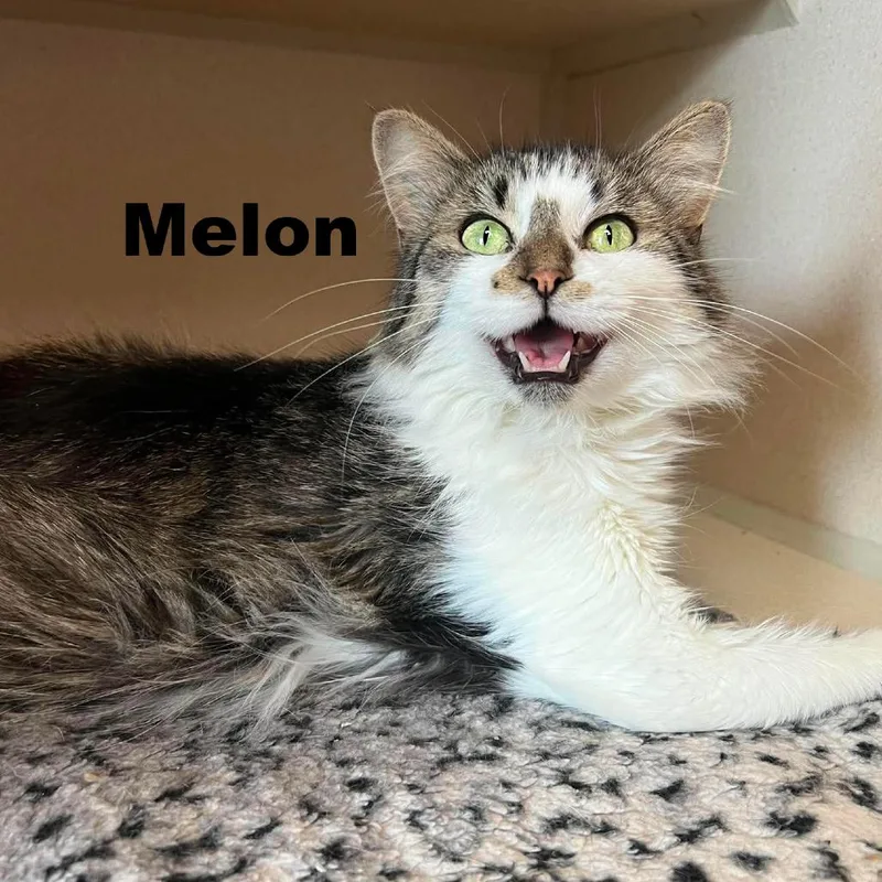Melon