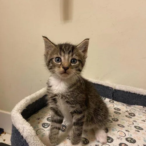 A baby small-sized male Tabby (Brown / Chocolate) Domestic Short Hair cat named Prima for adoption in Toms River, NJ
