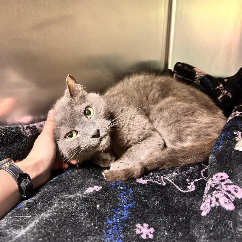 A senior medium-sized male Gray / Blue / Silver Domestic Short Hair cat named Toby for adoption in Myerstown, PA