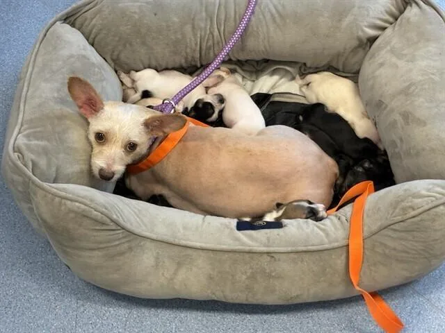 A young medium-sized female Terrier dog named Sativa for adoption in Pacifica, CA