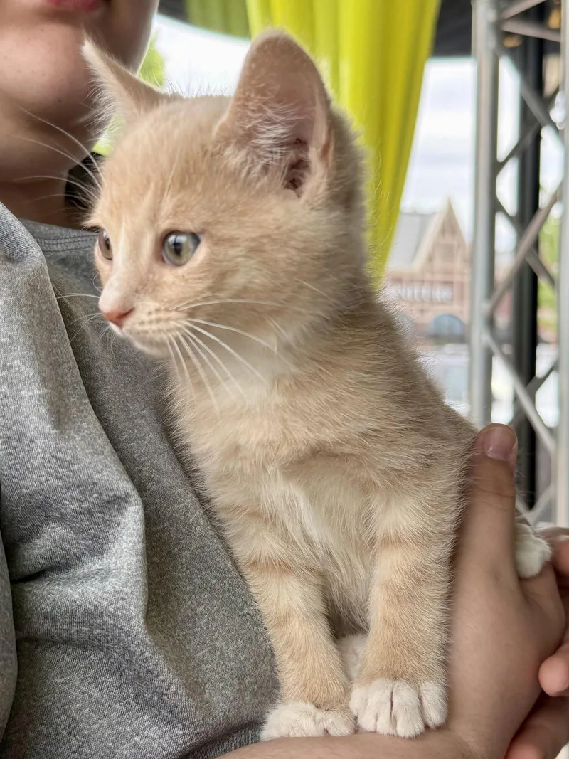 Cat Louie