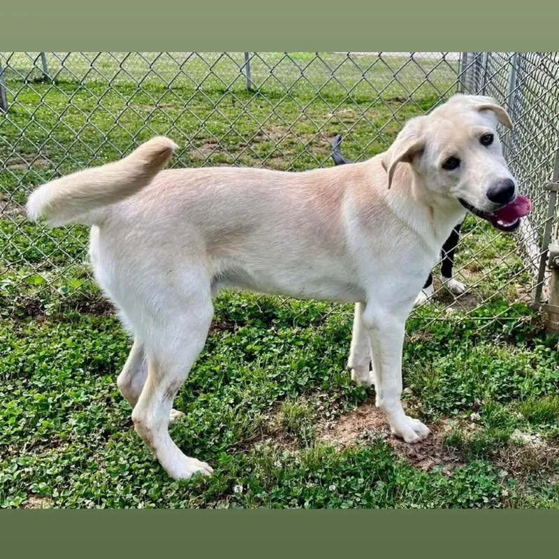 A young medium-sized male Yellow / Tan / Blond / Fawn Labrador Retriever dog named Harvey for adoption in Alexandria, VA
