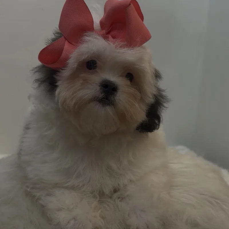 A baby small-sized female White / Cream Shih poo dog named Smoochi for adoption in Wrightstown, NJ