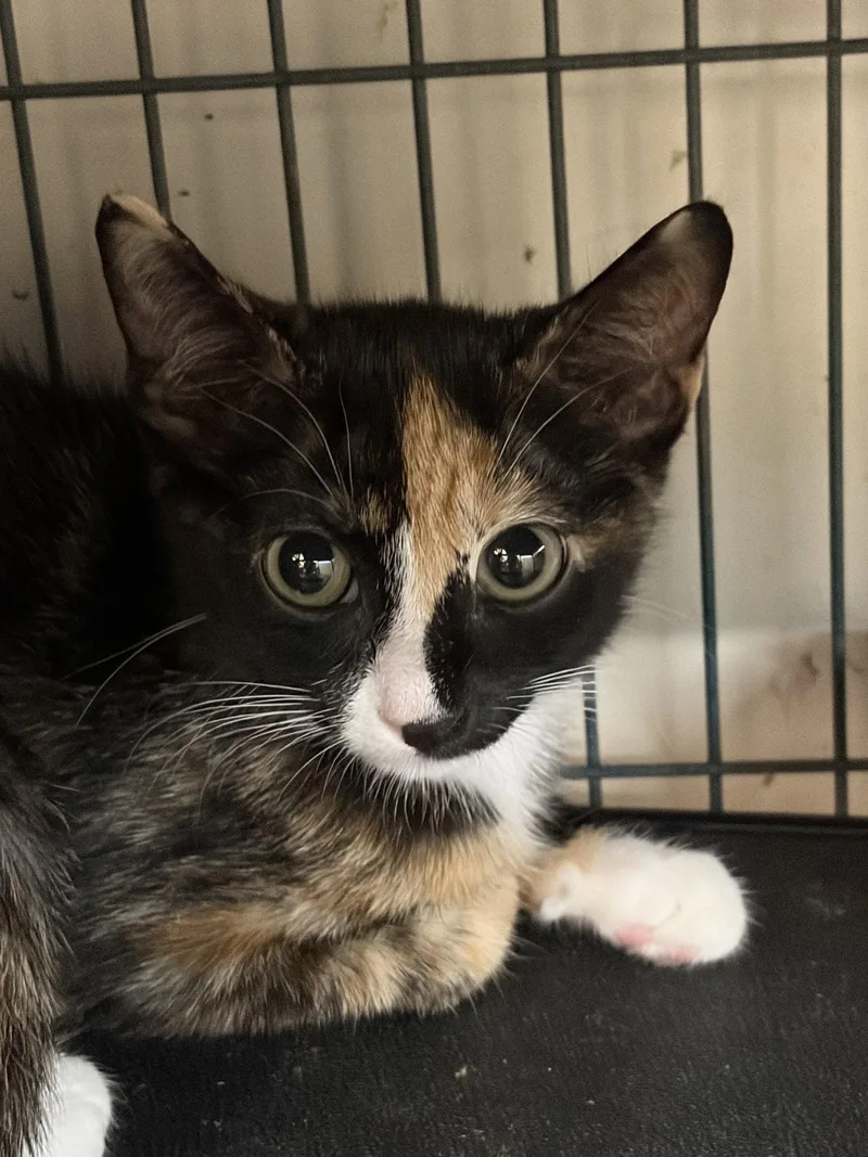 A young medium-sized female Calico cat named Tortellini for adoption in Smithtown, NY