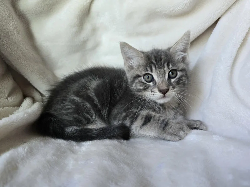 A baby medium-sized male Gray & White Domestic Medium Hair cat named Vini Bonded Wlucas for adoption in San Jose, CA