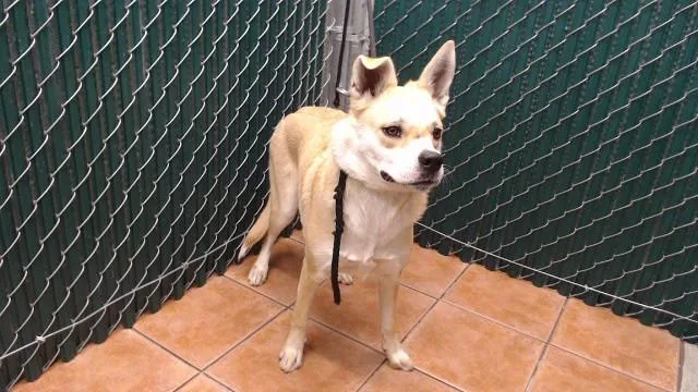 A young medium-sized female German Shepherd Dog dog named Celia for adoption in Downey, CA