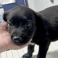 Luxor URGENT