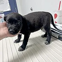 Luxor  URGENT thumbnail 2