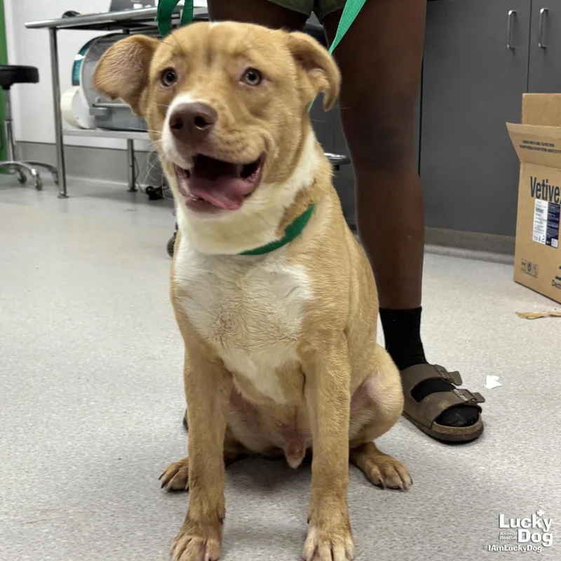 A baby large-sized male Shepherd dog named Jasper for adoption in Washington, DC