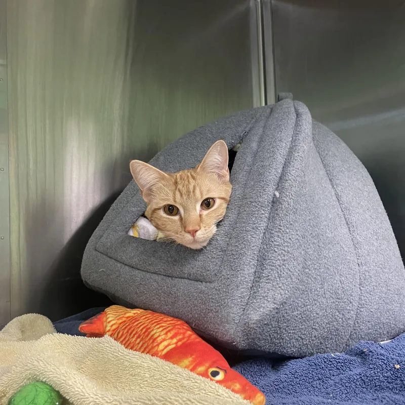 A young medium-sized male Orange / Red Domestic Short Hair cat named Bird for adoption in Greenbelt, MD