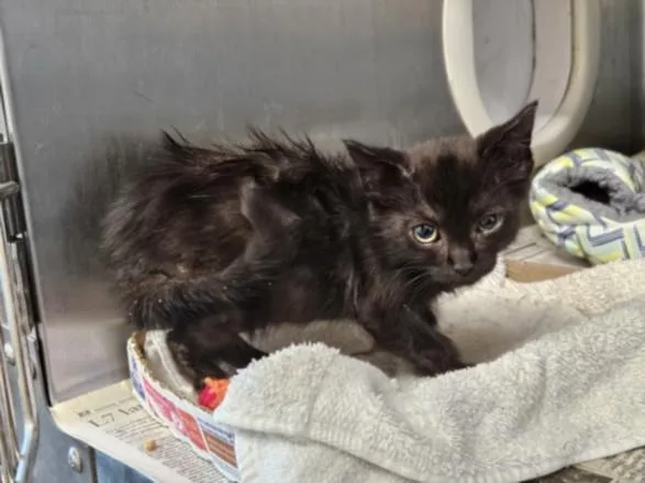 A baby small-sized female Domestic Short Hair cat named Percy for adoption in Los Angeles, CA