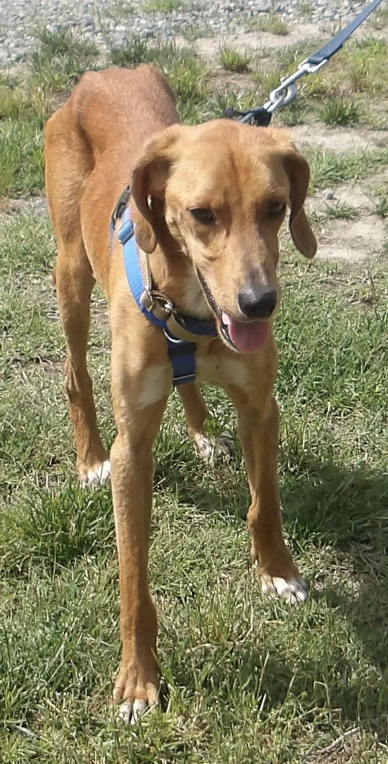 A young medium-sized male Hound dog named Tbone for adoption in Gloucester, VA