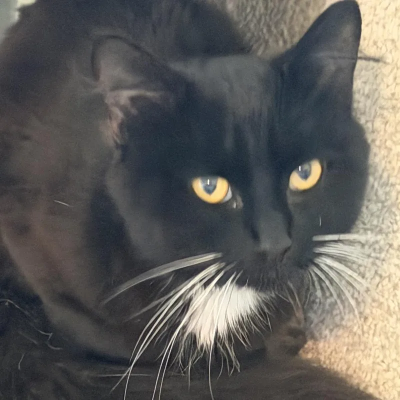 An adult small-sized male Black Domestic Short Hair cat named Baxter for adoption in Granville, OH