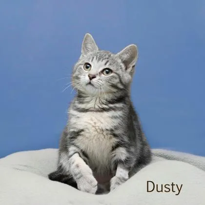Dusty
