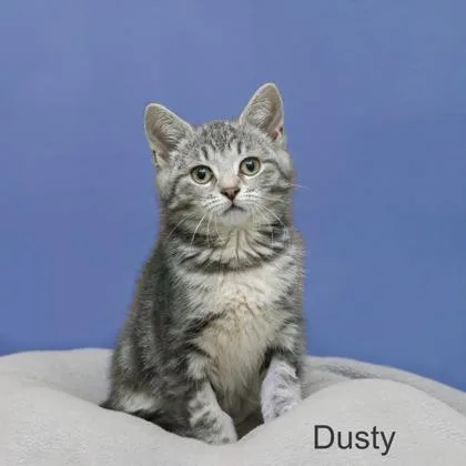 Dusty thumbnail 2