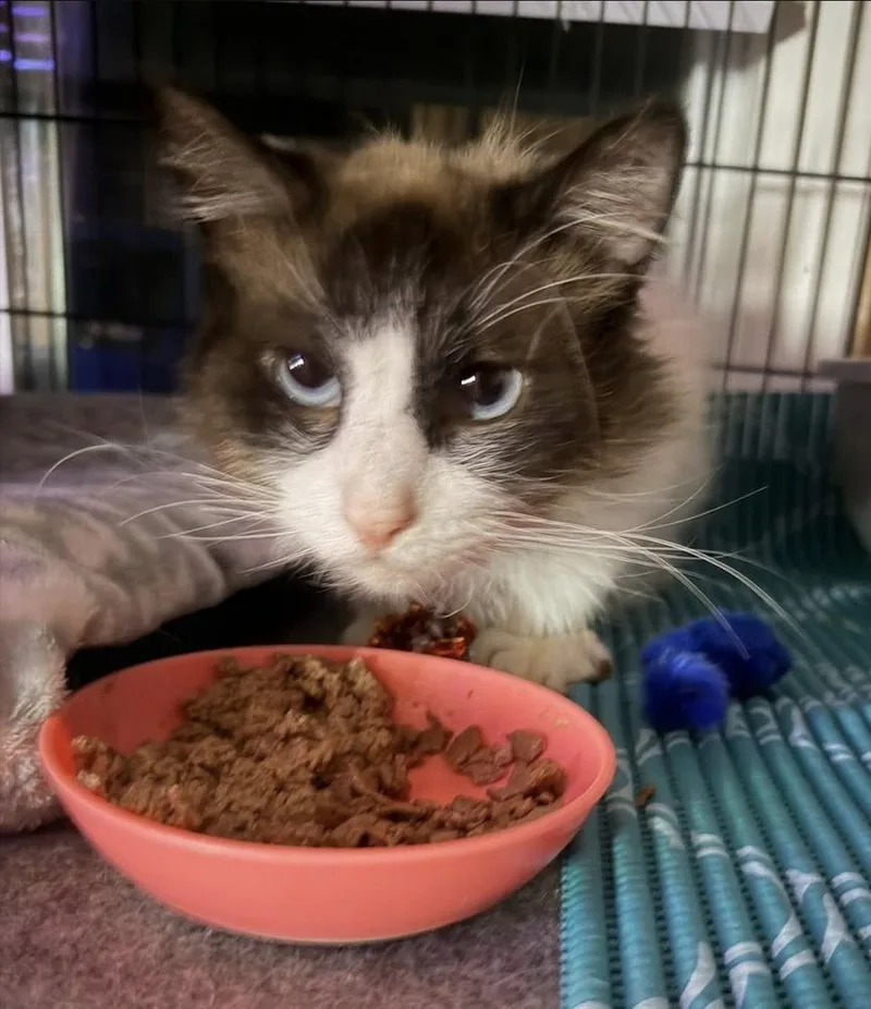 An adult large-sized male Domestic Long Hair cat named Sir Stewart for adoption in Telford, PA