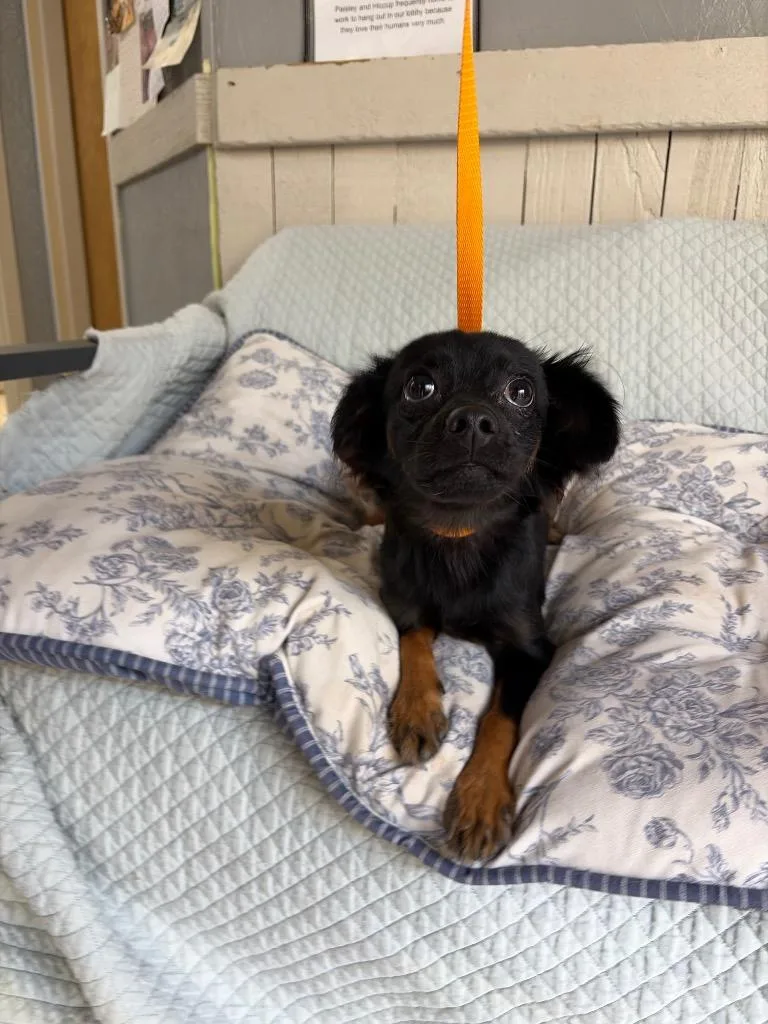 A young small-sized male Chihuahua dog named Sherlock Bones for adoption in Fort Worth, TX