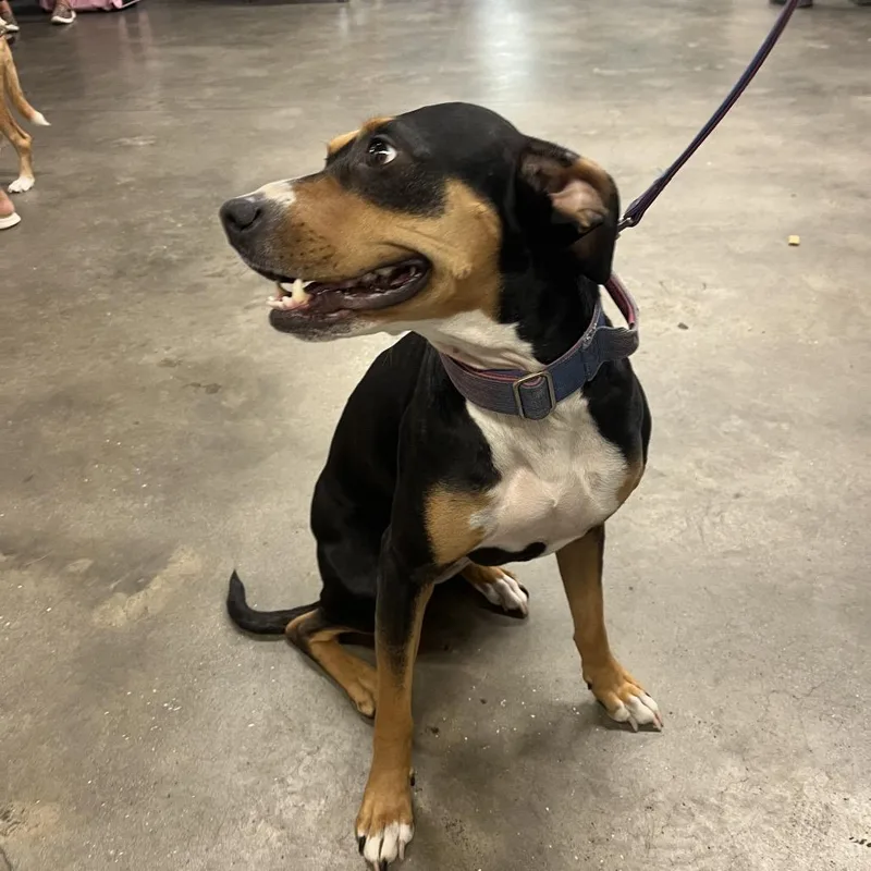 An adult medium-sized female Black Hound dog named Krona Mae for adoption in Tampa, FL