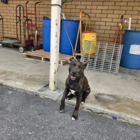 A young medium-sized male Pit Bull Terrier dog named Dennis for adoption in Los Angeles, CA