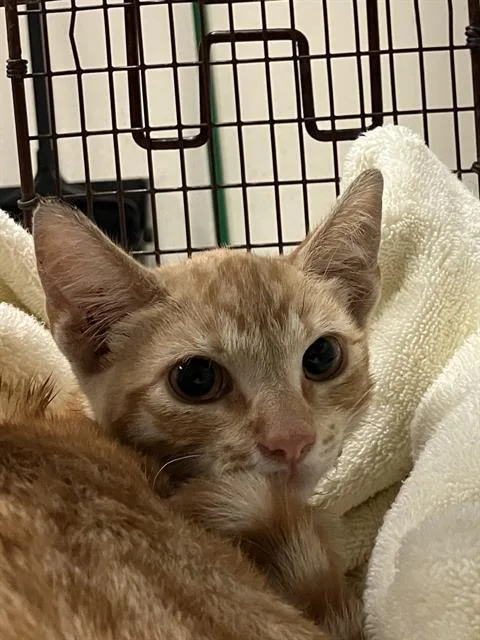 A baby small-sized male Domestic Short Hair cat named Rupert for adoption in Long Beach, CA