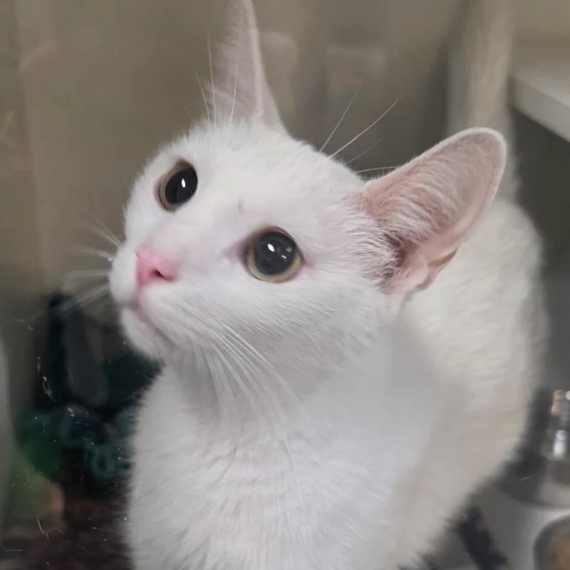 An adult small-sized female White Domestic Short Hair cat named Everly for adoption in Troy, IL