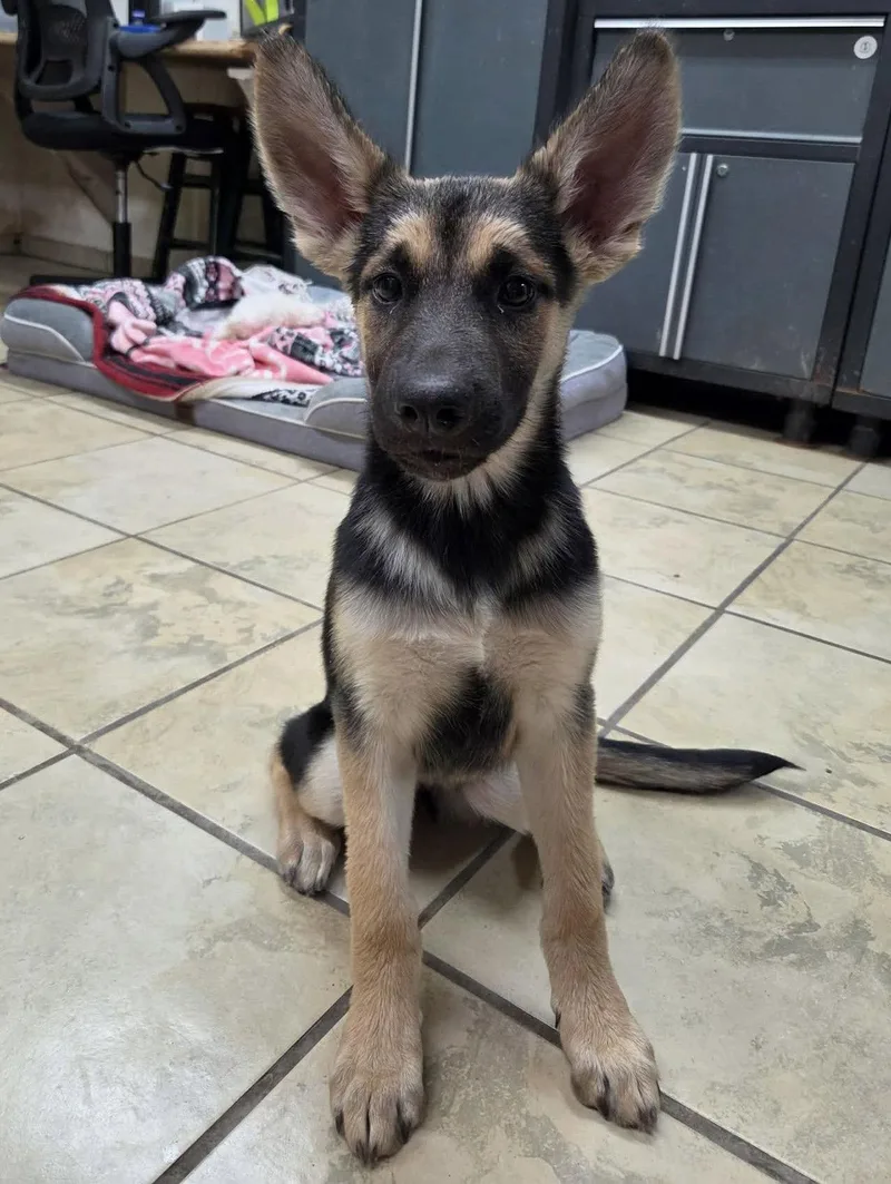 A young large-sized female German Shepherd Dog dog named Naomi for adoption in El Centro, CA