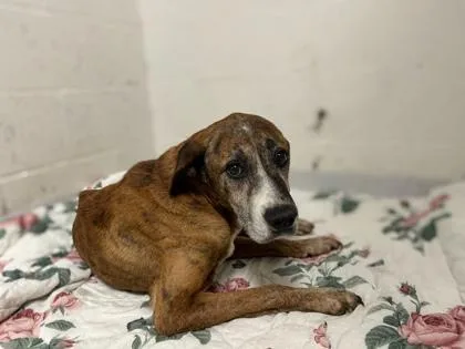A senior medium-sized male Hound dog named Elton John for adoption in Gainesville, FL